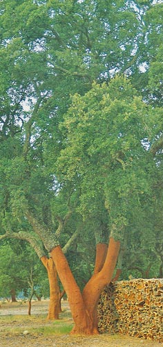 tree after cork harvest